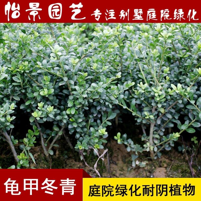 龟甲冬青球苗庭院园林绿篱苗庭院花卉风景树花境植物绿化树苗