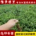 龟甲冬青球苗庭院园林绿篱苗庭院花卉风景树花境植物绿化树苗