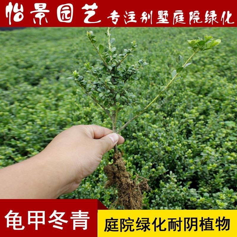 龟甲冬青球苗庭院园林绿篱苗庭院花卉风景树花境植物绿化树苗
