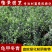 龟甲冬青球苗庭院园林绿篱苗庭院花卉风景树花境植物绿化树苗