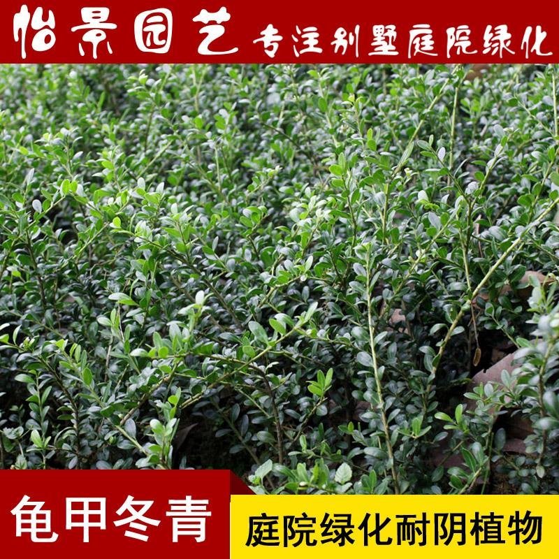 龟甲冬青球苗庭院园林绿篱苗庭院花卉风景树花境植物绿化树苗