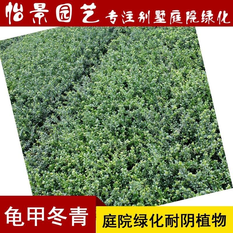 龟甲冬青球苗庭院园林绿篱苗庭院花卉风景树花境植物绿化树苗