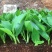 红花天堂鸟苗室内观花盆栽绿植净化空气美观