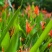 红花天堂鸟苗室内观花盆栽绿植净化空气美观
