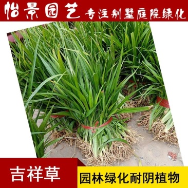 吉祥草盆花庭院花卉风景树花境植物绿化树苗园林绿化地被植物