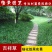 吉祥草盆花庭院花卉风景树花境植物绿化树苗园林绿化地被植物