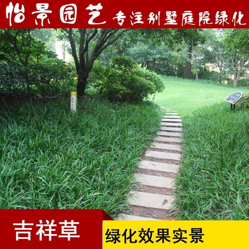 吉祥草盆花庭院花卉风景树花境植物绿化树苗园林绿化地被植物
