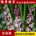 吉祥草盆花庭院花卉风景树花境植物绿化树苗园林绿化地被植物