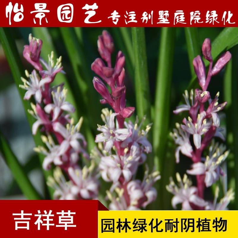吉祥草盆花庭院花卉风景树花境植物绿化树苗园林绿化地被植物