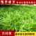 吉祥草盆花庭院花卉风景树花境植物绿化树苗园林绿化地被植物