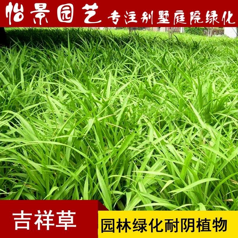吉祥草盆花庭院花卉风景树花境植物绿化树苗园林绿化地被植物
