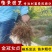 金冠女贞小苗庭院花卉风景树花境植物绿化树苗园林绿化绿篱苗