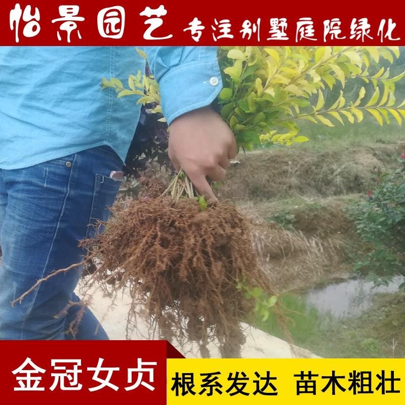 金冠女贞小苗庭院花卉风景树花境植物绿化树苗园林绿化绿篱苗