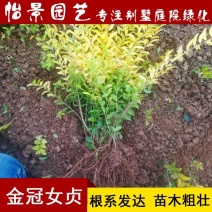 金冠女贞小苗庭院花卉风景树花境植物绿化树苗园林绿化绿篱苗