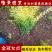 金冠女贞小苗庭院花卉风景树花境植物绿化树苗园林绿化绿篱苗