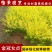 金冠女贞小苗庭院花卉风景树花境植物绿化树苗园林绿化绿篱苗
