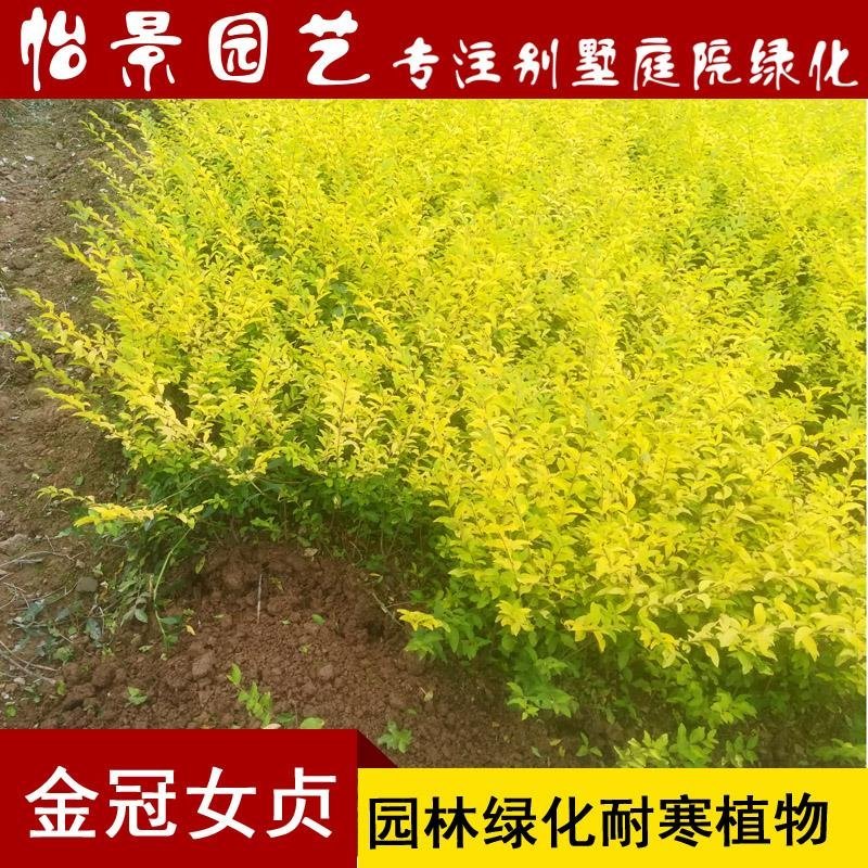 金冠女贞小苗庭院花卉风景树花境植物绿化树苗园林绿化绿篱苗