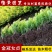 金冠女贞小苗庭院花卉风景树花境植物绿化树苗园林绿化绿篱苗