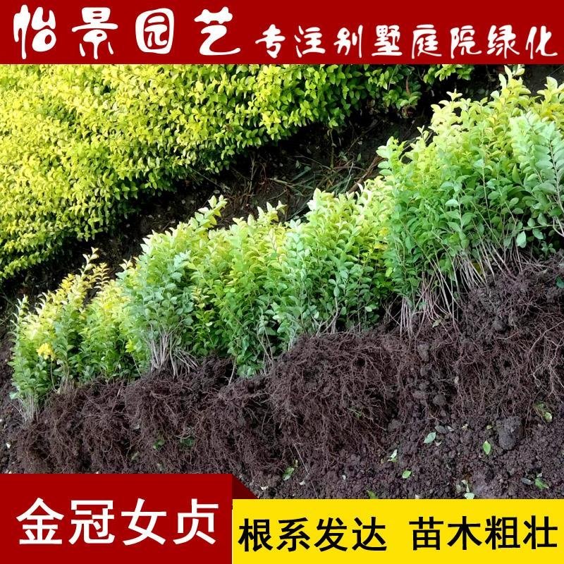 金冠女贞小苗庭院花卉风景树花境植物绿化树苗园林绿化绿篱苗