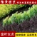 金叶女贞小苗庭院花卉风景树花境植物绿化树苗园林绿化绿篱苗