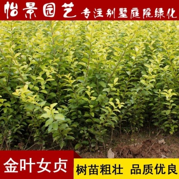 金叶女贞小苗庭院花卉风景树花境植物绿化树苗园林绿化绿篱苗