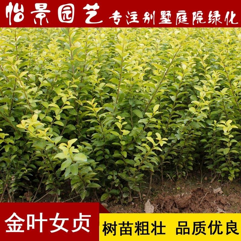 金叶女贞小苗庭院花卉风景树花境植物绿化树苗园林绿化绿篱苗
