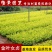 金叶女贞小苗庭院花卉风景树花境植物绿化树苗园林绿化绿篱苗