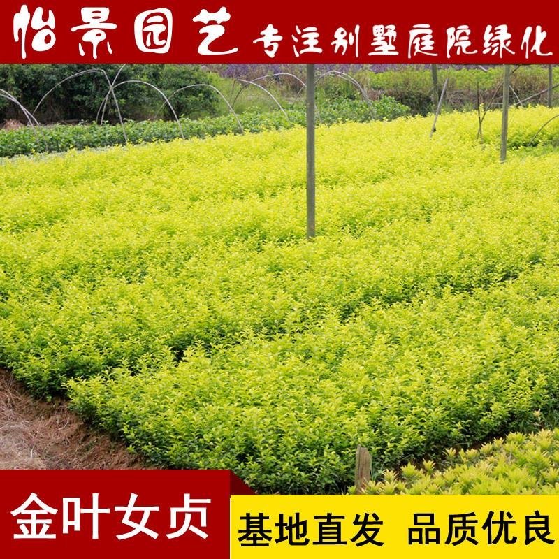 金叶女贞小苗庭院花卉风景树花境植物绿化树苗园林绿化绿篱苗