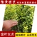 金叶女贞小苗庭院花卉风景树花境植物绿化树苗园林绿化绿篱苗