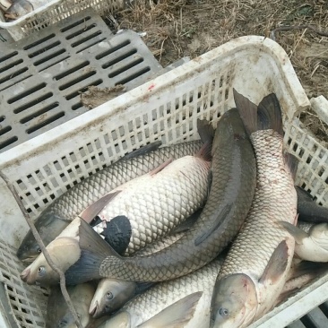 草鱼鲫鱼