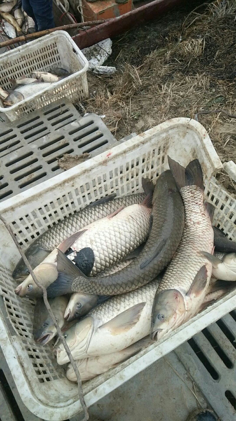 草鱼鲫鱼