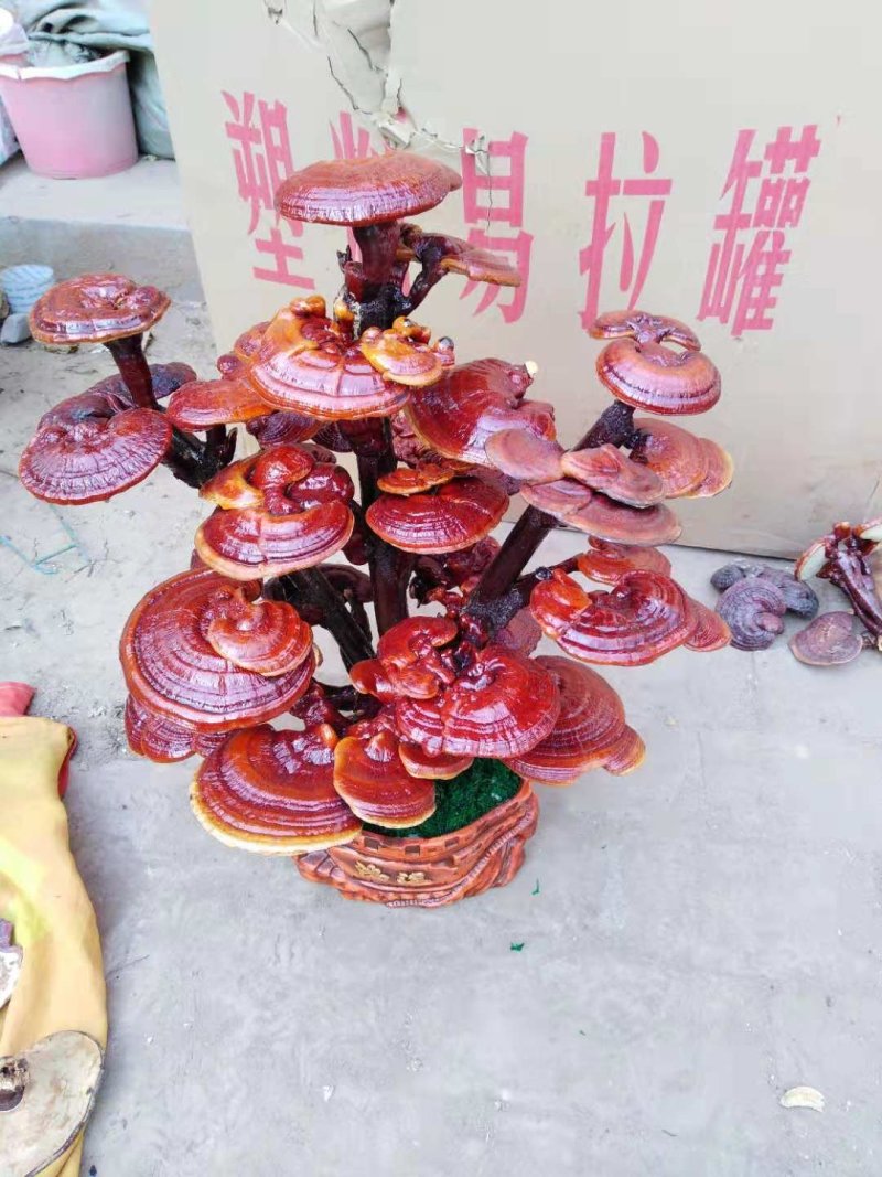 定制灵芝盆景自产自销欢迎咨询