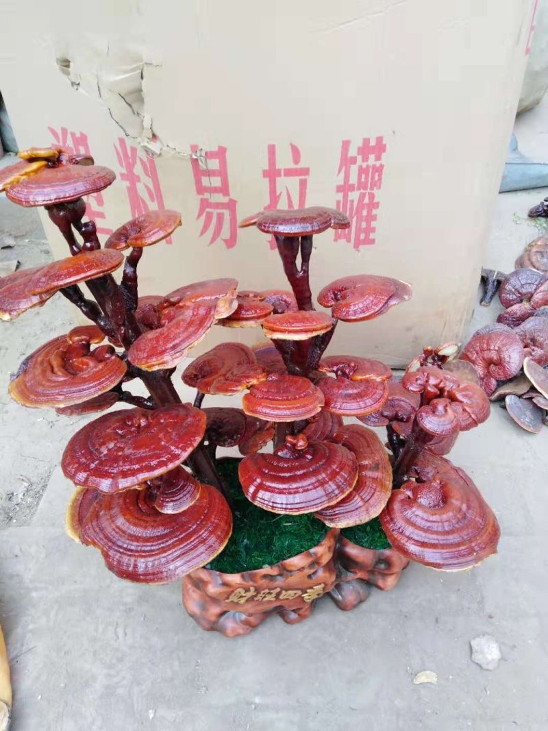 定制灵芝盆景自产自销欢迎咨询