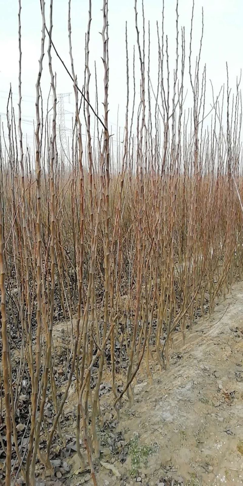 味甜汁多焗金供应全红梨苗火爆出售奥红1号全红梨
