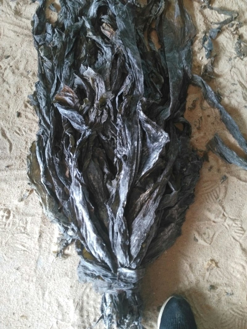 干海带，散菜价格，打捆标准可以根据客户需要（挂菜）