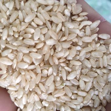 糙米～粗粮纤维～新鲜糙米粗粮