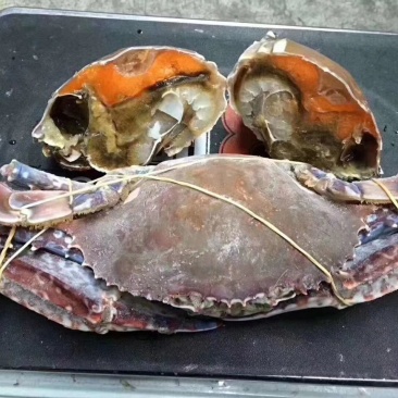 远海船冻蟹