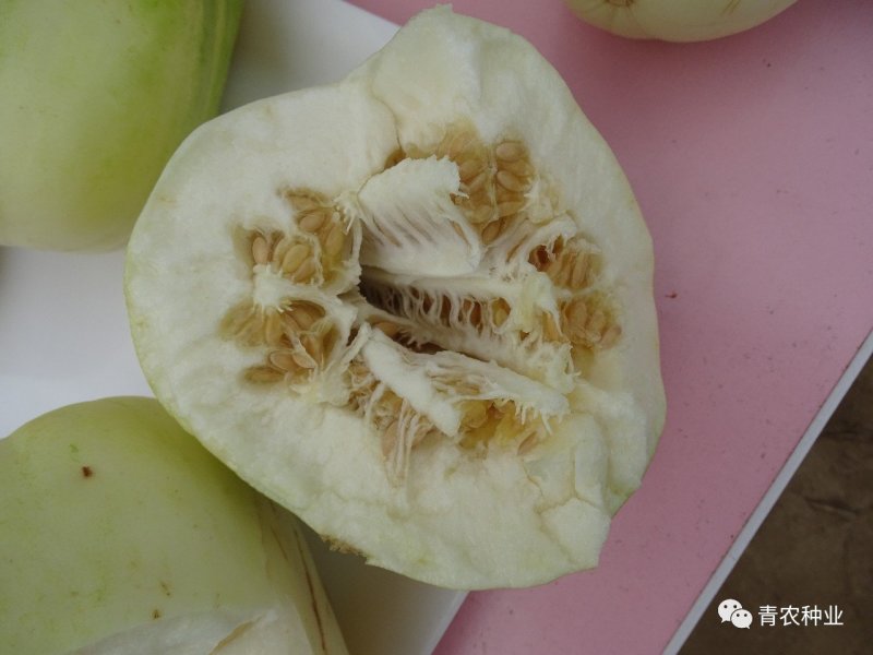 油皮大果超早甜1040粒含糖20度，亩产万斤左右