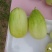 油皮大果超早甜1040粒含糖20度，亩产万斤左右