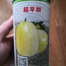 油皮大果超早甜1040粒含糖20度，亩产万斤左右
