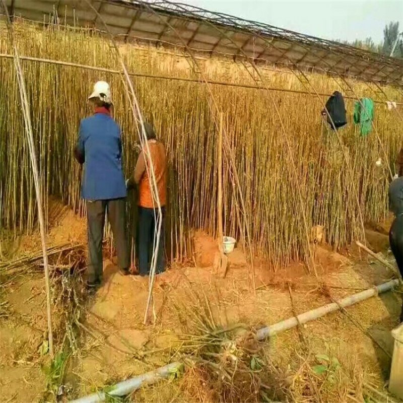 香椿苗红油香椿苗基地直销规格