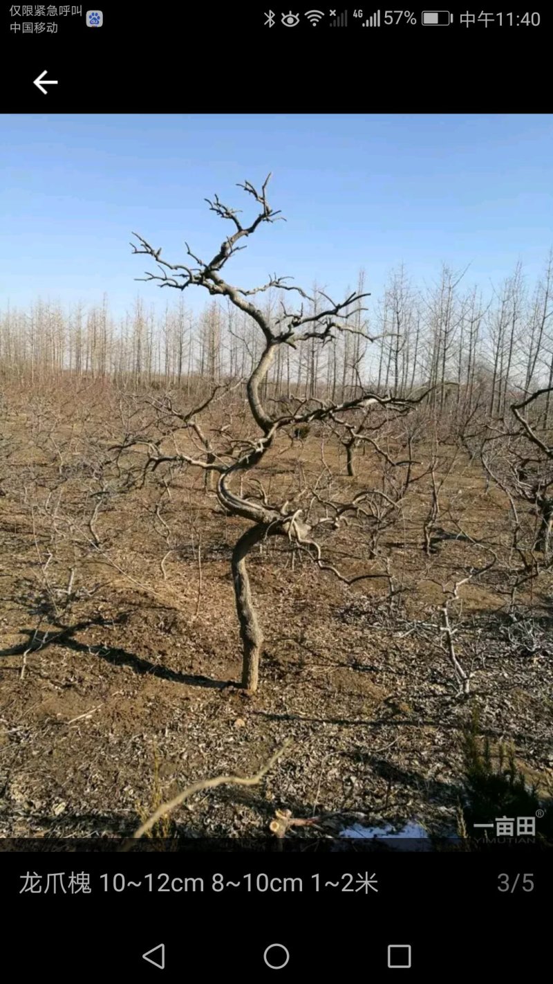 梅花园林庭院景观梅花精品梅花出售