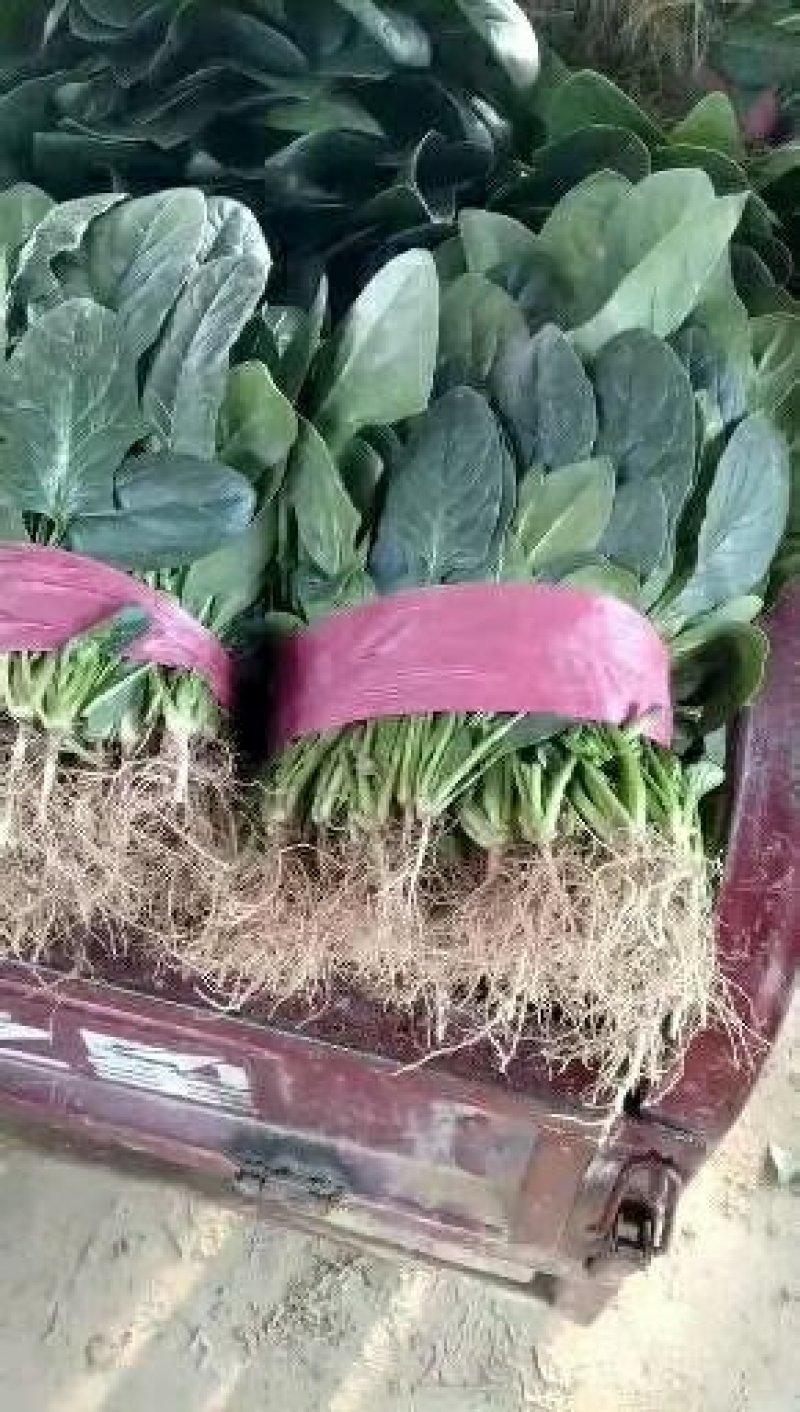 河南安阳滑县优质大叶菠菜大量上市了，迎新老客户前来订购