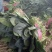 河南安阳滑县优质大叶菠菜大量上市了，迎新老客户前来订购