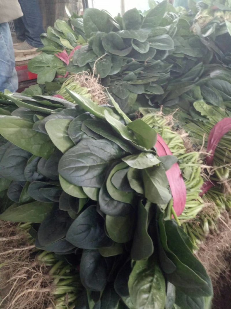 河南安阳滑县优质大叶菠菜大量上市了，迎新老客户前来订购