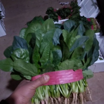 河南安阳滑县优质大叶菠菜大量上市了，迎新老客户前来订购