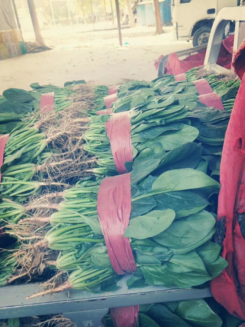 河南安阳滑县优质大叶菠菜大量上市了，迎新老客户前来订购