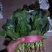 河南滑县大叶菠菜大量上市中，望各位老板前来订购