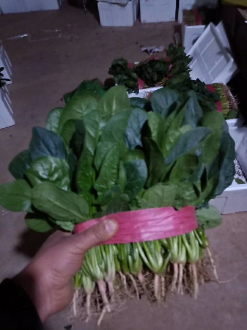 河南滑县大叶菠菜大量上市中，望各位老板前来订购