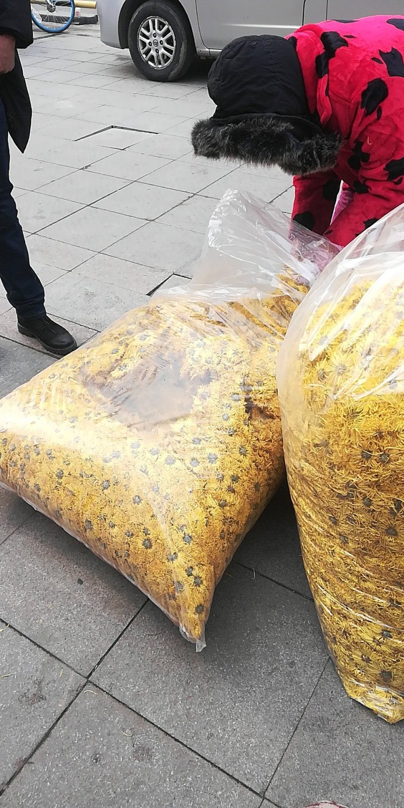 精品金丝皇菊